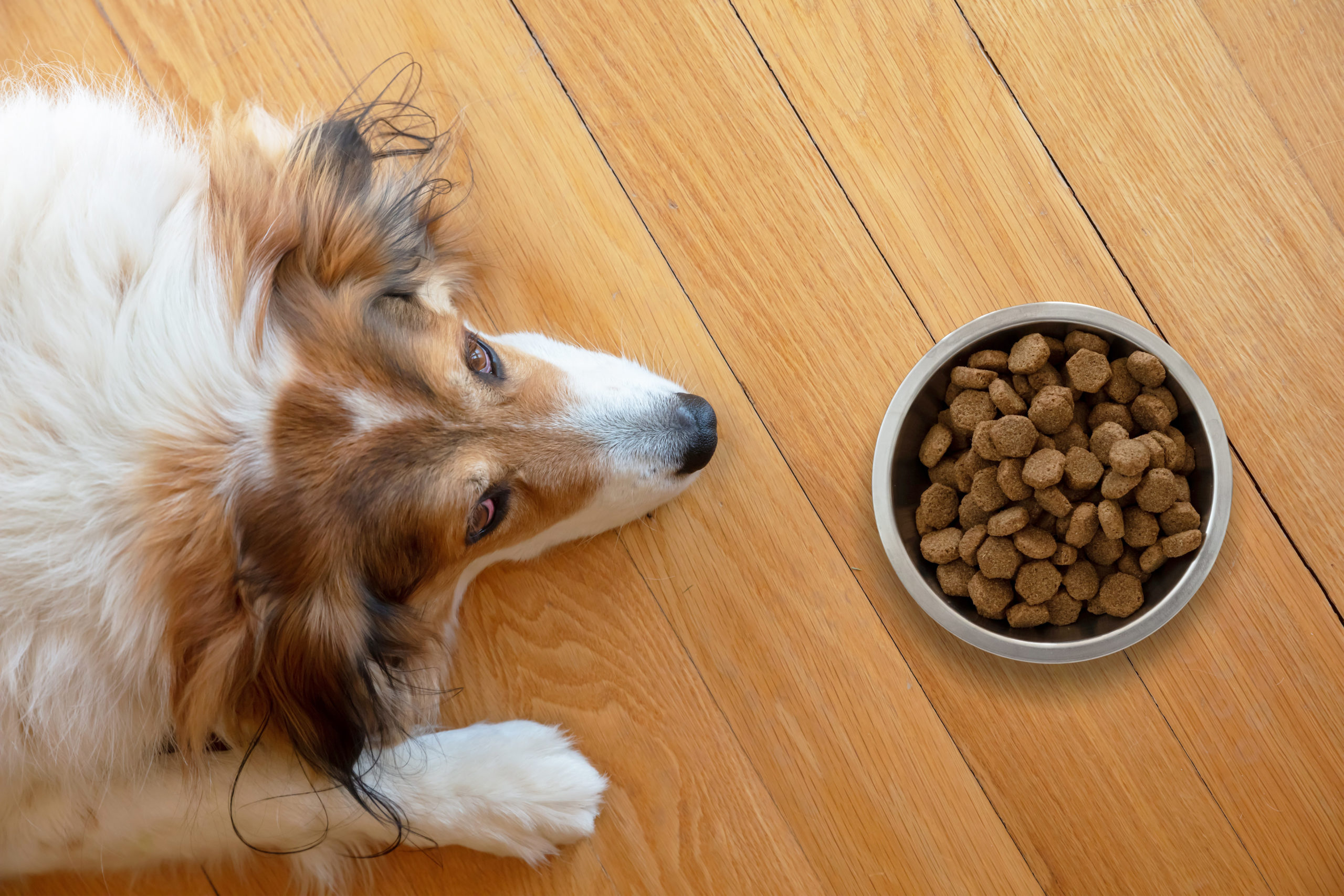 Pet anorexia, dog is sick or bored. Sshepherd dog and a bowl with dry food on wooden floor background, top view